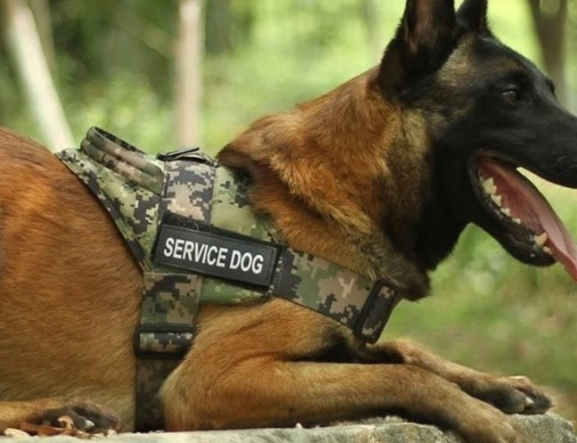 Dog Vests Harness Training Bushline Australia