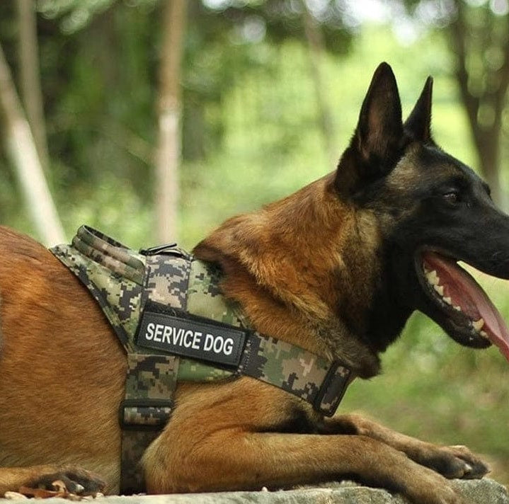 Dog wearing a camouflage service dog vest in a forest setting