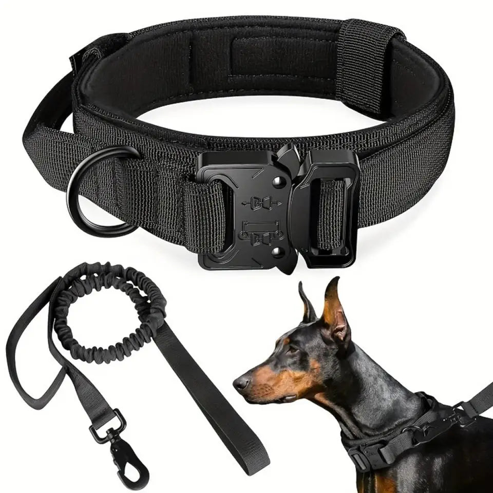 Padded black collar with metal quick-release buckle and D-ring, bungee lead and Dobermann