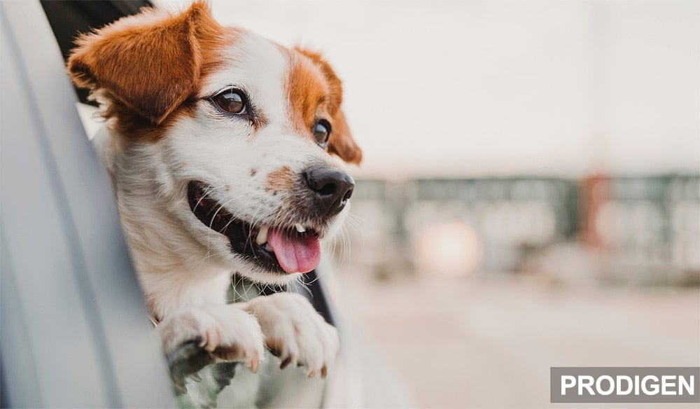 PETRAVEL Dog Car Travel Rear Seat Protector Dog Stuff BushLine