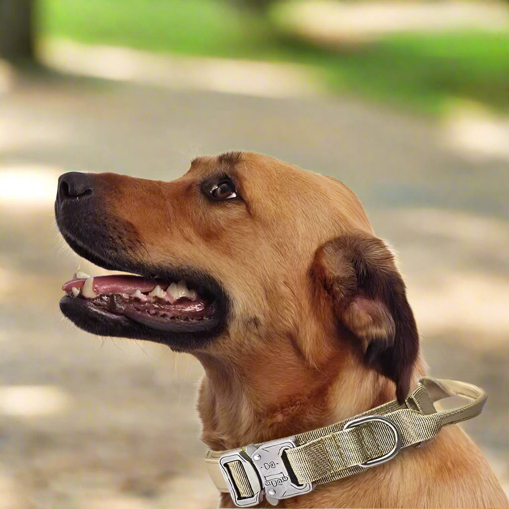 Dog Collar Leash & Leash Set Dog Stuff BushLine Khaki dog collar M (36-48CM)