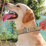 Dog Collar Leash & Leash Set Dog Stuff BushLine
