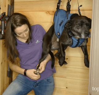 Professional  Dog  Cat Pet Animal Nail Clippers Stainless Steel   