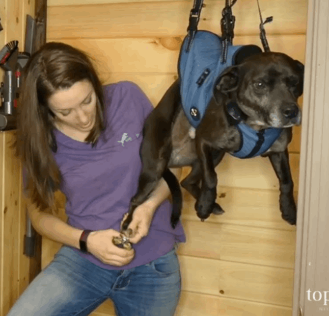 Professional  Dog  Cat Pet Animal Nail Clippers Stainless Steel   BushLine