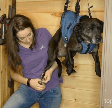 Professional  Dog  Cat Pet Animal Nail Clippers Stainless Steel   BushLine