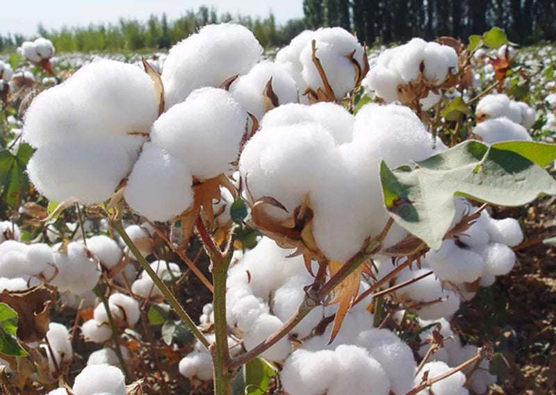 Rugged Men's Cotton Dress Casual Cargo Shorts Cargo Pants  