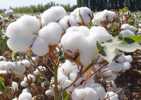 Rugged Men's Cotton Dress Casual Cargo Shorts Cargo Pants  