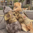 Grey and golden dogs side by side from behind, khaki harnesses with flank pouches