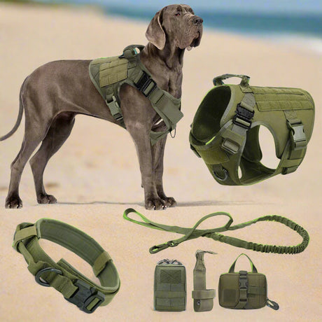 Great Dane in green harness on sand, with collar, bungee lead and three pouches
