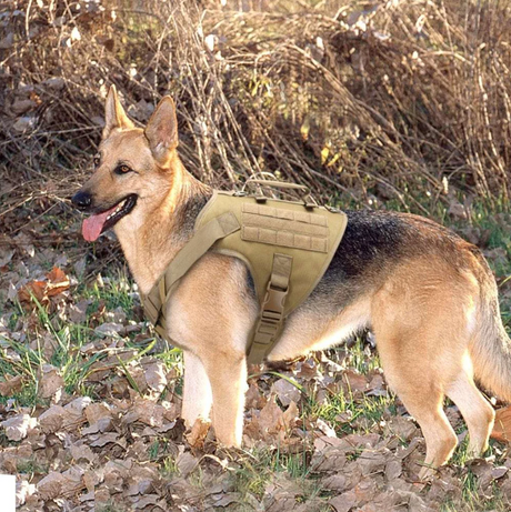 German shepherd wearing the tan harness, standing side on in autumn scrub