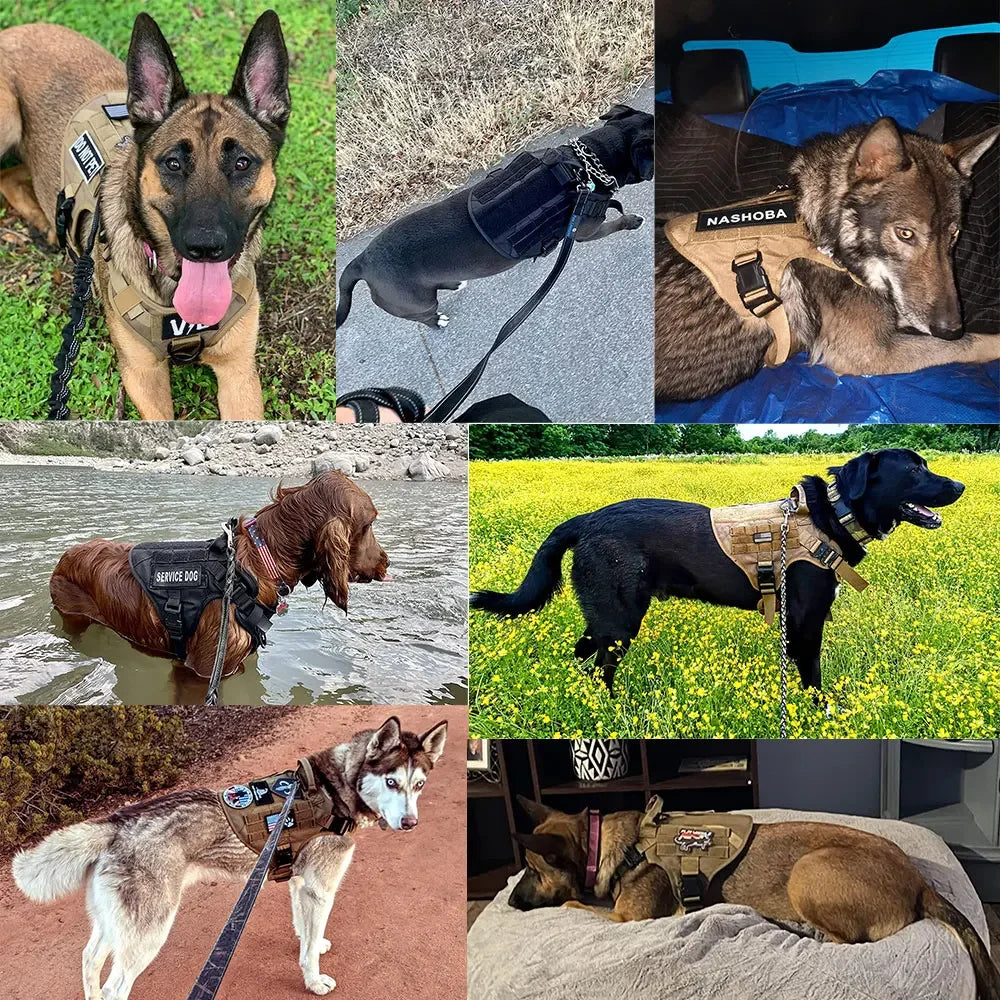 Owner photographs of dogs wearing the harness in tan, black and camo outdoors