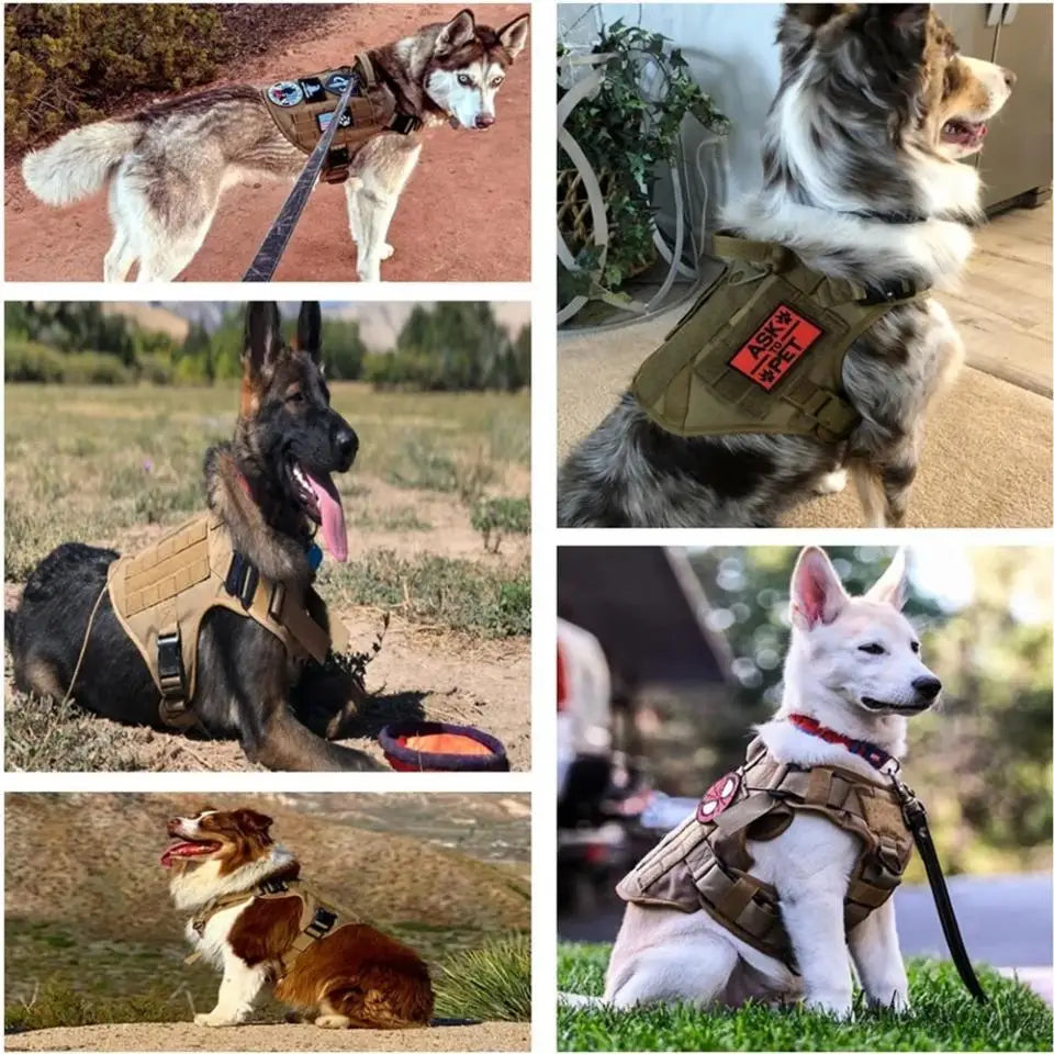 Owner photographs of dogs in tan harnesses fitted with their own hook-and-loop patches