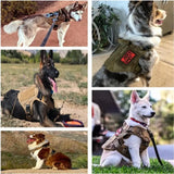 Owner photographs of dogs in tan harnesses fitted with their own hook-and-loop patches