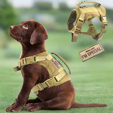 Dog Harness Leash Set for Small Dogs & Cats Dog Stuff BushLine   
