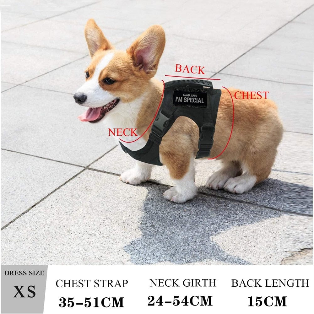 Dog Harness Leash Set for Small Dogs & Cats Dog Stuff BushLine   